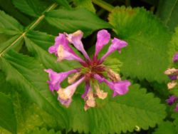 2013-08-18_Regina-F-Rau_Schachen_Blumen  (039).JPG